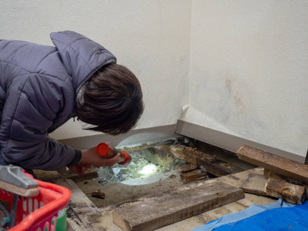 Best Water Damage & Mold Remediation  in Ranchos De Taos, NM