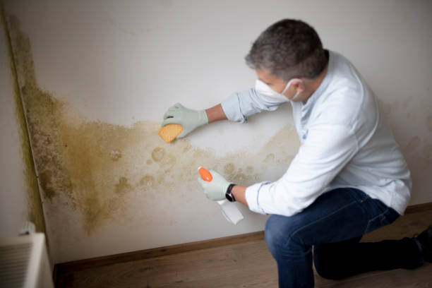 Best Attic Mold Removal  in Ranchos De Taos, NM