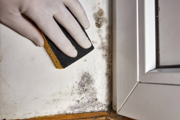 Best Residential Mold Inspection & Testing  in Ranchos De Taos, NM